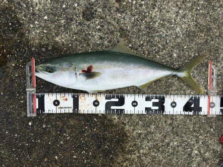 ポーアイ沖爆釣